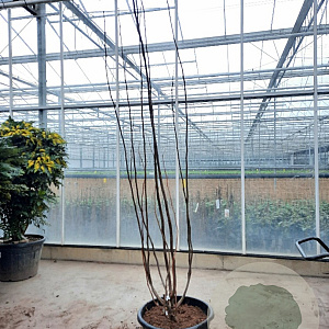 Gleditsia triacanthos inermis 200-250 cm container meerstammig extra