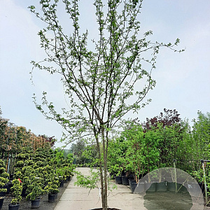 Gleditsia triacanthos inermis 450-500 cm container meerstammig