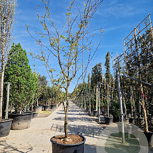 Gleditsia triac. 'Rubylace' 250-300 cm container meerstammig