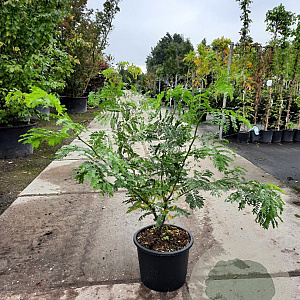 Gleditsia triac. 'Sunburst' 125-150 cm 20L met stok