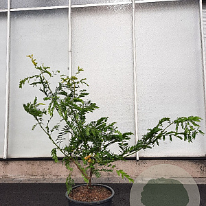 Gleditsia triac. 'Sunburst' 125-150 cm 20L met stok