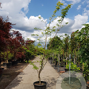 Gleditsia triac. 'Sunburst' 300-350 cm container meerstammig