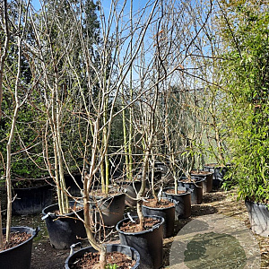 Gleditsia triac. 'Sunburst' 300-350 cm container meerstammig