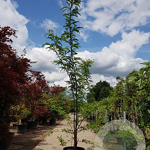 Gleditsia triac. 'Sunburst' 350-400 cm container