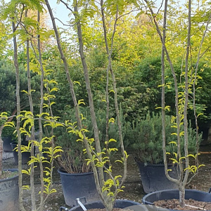 Gleditsia triac. 'Sunburst' 350-400 cm container meerstammig solitair