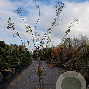 Gleditsia triac. 'Sunburst' 400-450 cm container