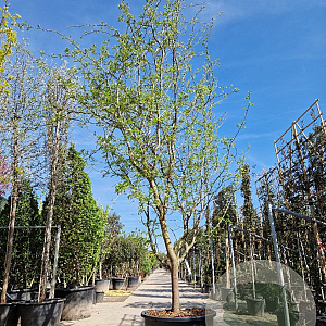 Gleditsia triac. 'Sunburst' 450-500 cm container