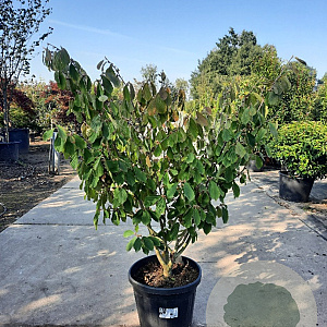 Hamamelis int. 'Arnold Promise' 100-125 cm container meerstammig