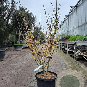 Hamamelis int. 'Arnold Promise' 100-125 cm container meerstammig