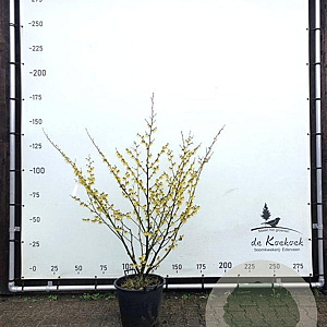 Hamamelis int. 'Arnold Promise' 125-150 cm container Multistam