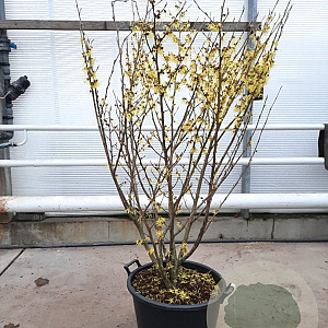 Hamamelis int. 'Arnold Promise' 125-150 cm container Multistam