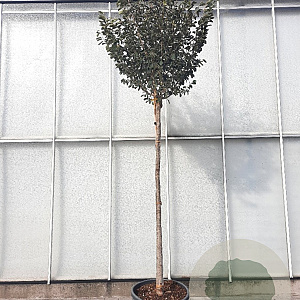 Hamamelis int. 'Arnold Promise' 200 cm stam container 16-18 leiboom