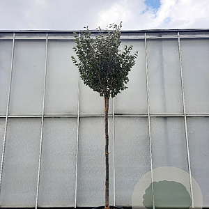 Hamamelis int. 'Arnold Promise' 200 cm stam container 18-20 leiboom