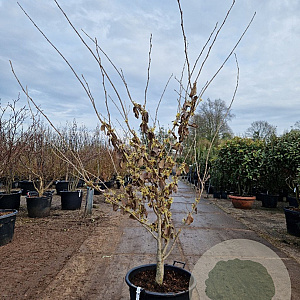 Hamamelis int. 'Pallida' 175-200 cm container meerstammig
