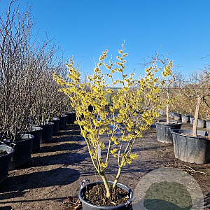 Hamamelis int. 'Westerstede' 125-150 cm 45L