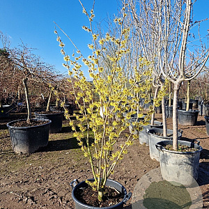 Hamamelis int. 'Westerstede' 150-175 cm container meerstammig
