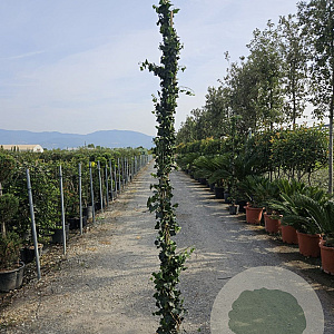 Hedera hibernica 250-300 cm 15L