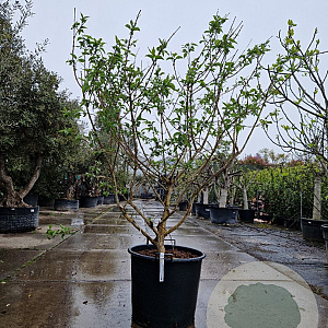 Heptacodium miconioides 175-200 cm container spiraal pompon