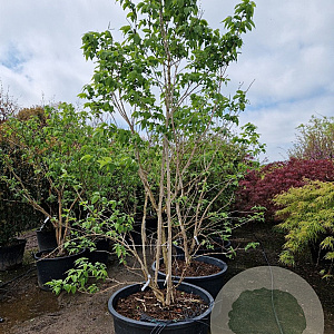 Heptacodium miconioides 250-300 cm container meerstammig