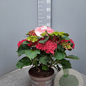 Hydrangea macrophylla GM C5