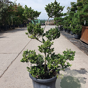 Ilex crenata 80-100 cm container pompon