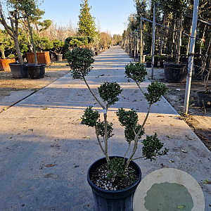 Ilex crenata 80-100 cm container pompon