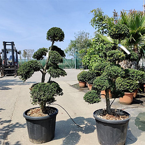 Ilex crenata 'Kimmei' 100-120 cm container bonsai