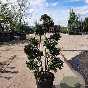Ilex crenata 'Kimmei' 100-120 cm container bonsai