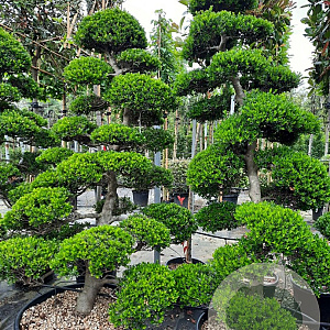 Ilex crenata 'Kimmei' 200-225 cm container met stok