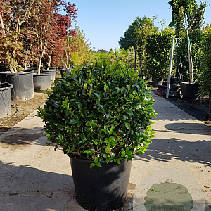 Ilex meserv. Heckenfee 70 cm container bol