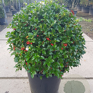 Ilex meserv. 'Heckenstar' 70 cm container bol