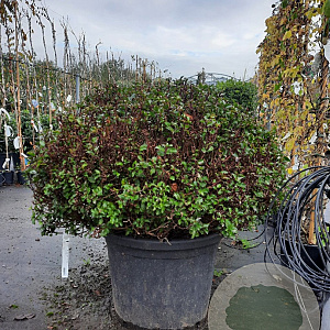 Ilex meserv. Magical Little Rascal 80 cm container bol