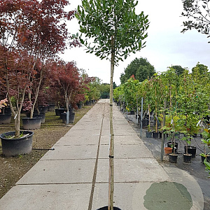 Ilex 'Nellie R. Stevens' 200 cm stam container 10-12 lei 150x120