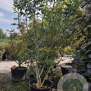 Juglans regia 250-300 cm container struik