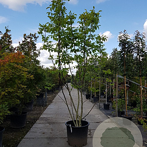 Juglans regia 250-300 cm container struik