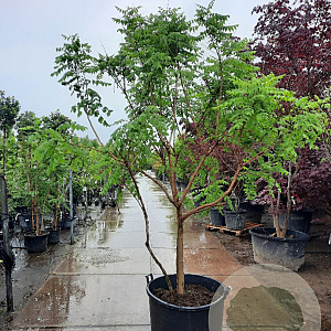 Koelreuteria paniculata 250-300 cm container meerstammig