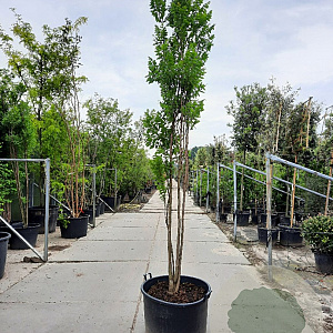 Koelreuteria pan. 'Fastigiata' 300-350 cm container meerstammig