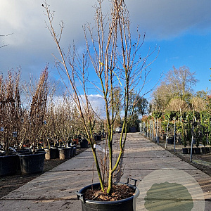 Lagerstroemia indica 150-175 cm container meerstammig