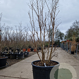Lagerstroemia indica 150-175 cm cont. 130L