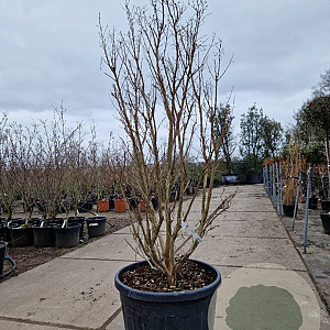 Lagerstroemia indica 150-175 cm cont. 130L