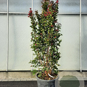 Lagerstroemia indica 175-200 cm cont. 95L