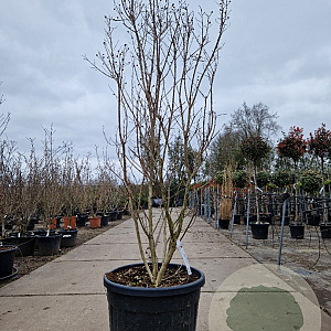 Lagerstroemia indica 175-200 cm cont. 130L