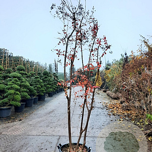 Lagerstroemia indica 250-300 cm container struik