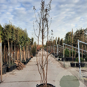 Lagerstroemia indica 250-300 cm container struik
