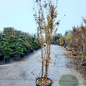 Lagerstroemia indica 250-300 cm container struik