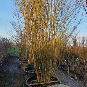 Lagerstroemia indica 450-500 cm container meerstammig