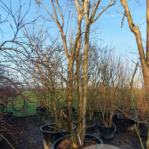 Lagerstroemia indica 500-550 cm container meerstammig