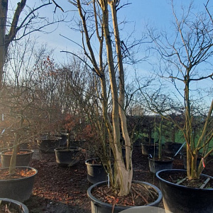 Lagerstroemia indica 500-550 cm container meerstammig