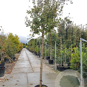 Lagerstroemia indica 200 cm stam container 10-12 lei 150x120