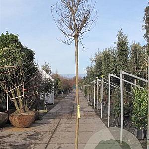 Lagerstroemia indica 200 cm stam container 16-18 leiboom